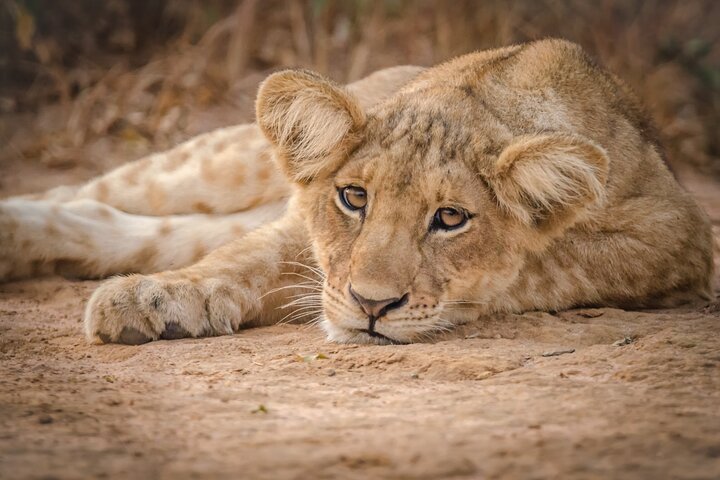 Wildlife safari in Kenya